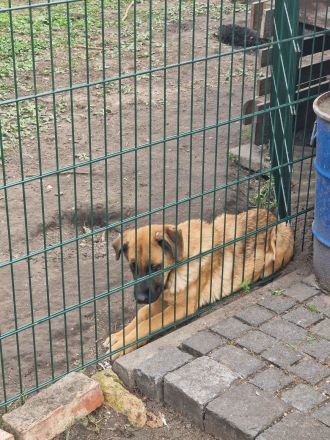 Kaukasischer owtscharka schäferhund mix