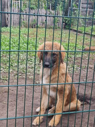 Kaukasischer owtscharka schäferhund mix