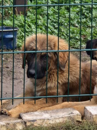 Kaukasischer owtscharka schäferhund mix