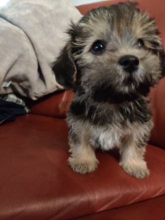 Supersüße Bolonka Welpen