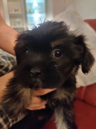 Supersüße Bolonka Welpen