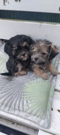 Supersüße Bolonka Welpen