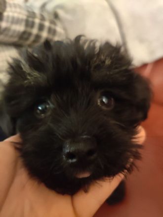 Supersüße Bolonka Welpen