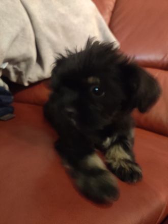 Supersüße Bolonka Welpen