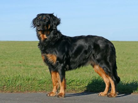 aus der Basaltschmiede