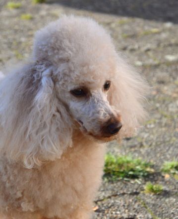 von den Nordsee Löckchen