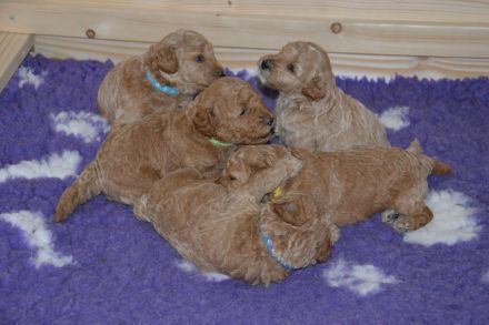 von den Nordsee Löckchen