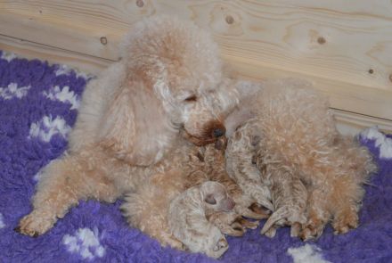 von den Nordsee Löckchen