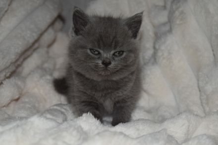 BKH Kitten