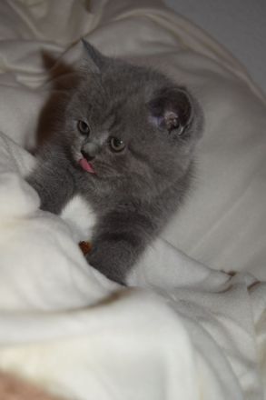 BKH Kitten
