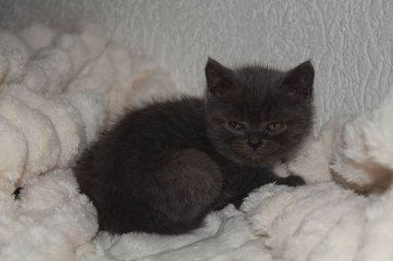 BKH Kitten