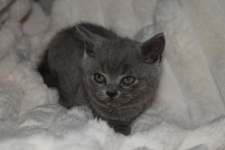 BKH Kitten