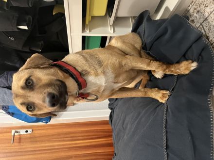 Lilly sucht ein für immer Zuhause