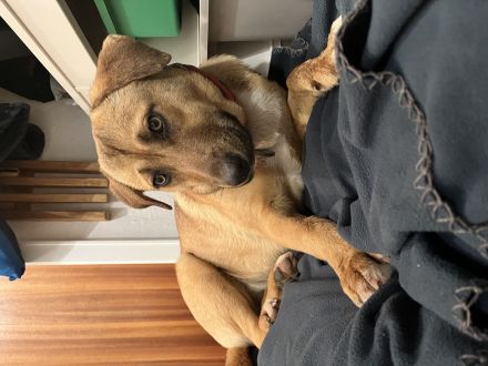 Lilly sucht ein für immer Zuhause