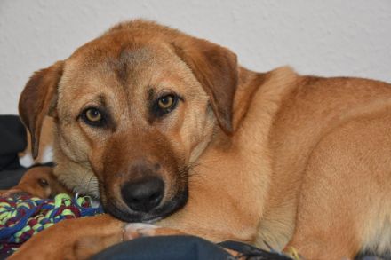 Lilly sucht ein für immer Zuhause