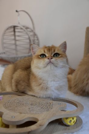 İngiliz Shorthair, siyah, yaşlı, kadın