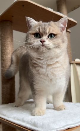 İngiliz Shorthair, siyah, yaşlı, kadın