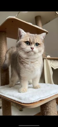 İngiliz Shorthair, siyah, yaşlı, kadın