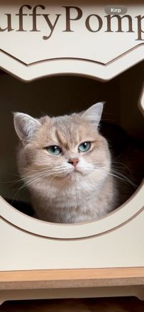 İngiliz Shorthair, siyah, yaşlı, kadın