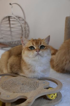 İngiliz Shorthair, siyah, yaşlı, kadın