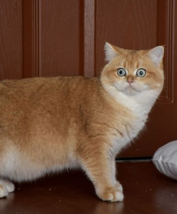 İngiliz Shorthair, siyah, yaşlı, kadın