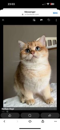 İngiliz Shorthair, siyah, yaşlı, kadın