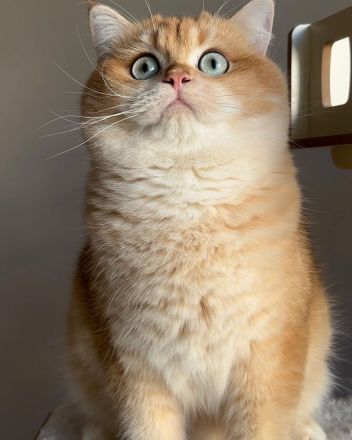 İngiliz Shorthair, siyah, yaşlı, kadın