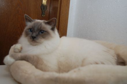 Heilige Birma mit Stammbaum