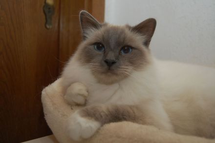 Heilige Birma mit Stammbaum