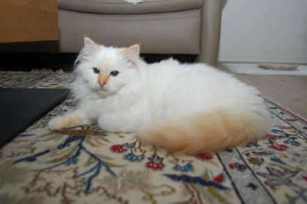 Heilige Birma mit Stammbaum