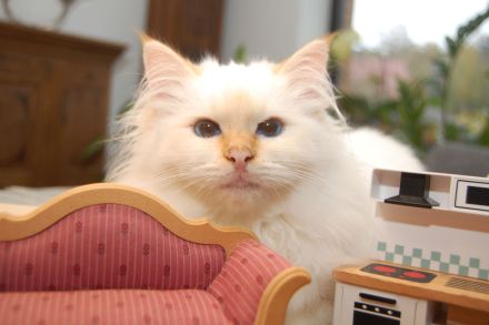 Heilige Birma mit Stammbaum