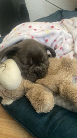 Reinrassige Französische Bulldogge