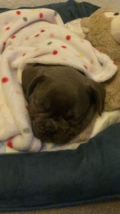 Reinrassige Französische Bulldogge