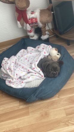 Reinrassige Französische Bulldogge