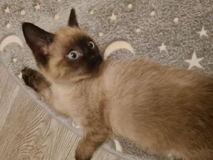 Sphynx Mixkitten Katerchen