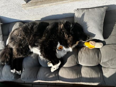 Traumhündin CINDY sucht ein Zuhause - Adopt don't shop!