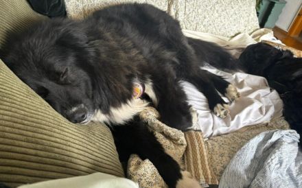 Traumhündin CINDY sucht ein Zuhause - Adopt don't shop!