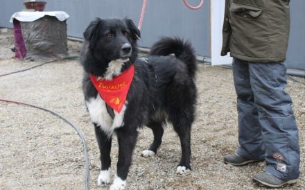 Traumhündin CINDY sucht ein Zuhause - Adopt don't shop!
