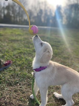 Kleine Hündin Meili sucht ihre Menschen