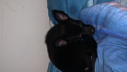 Suche neues zuhause für meinen hund