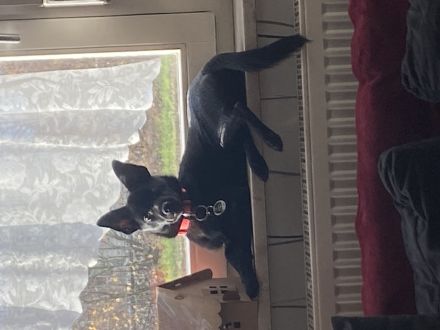 Suche neues zuhause für meinen hund