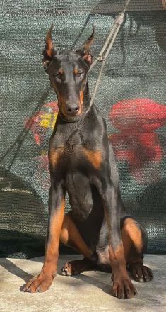 Dobermann Rüde