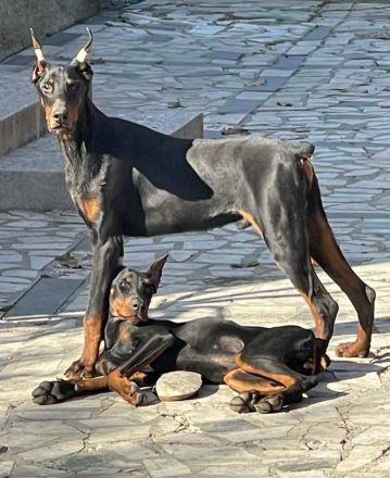 Dobermann Rüde
