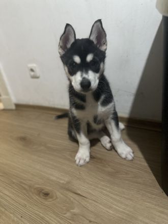 Reinrassige Husky-Welpen zu verkaufen