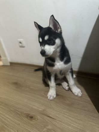 Reinrassige Husky-Welpen zu verkaufen