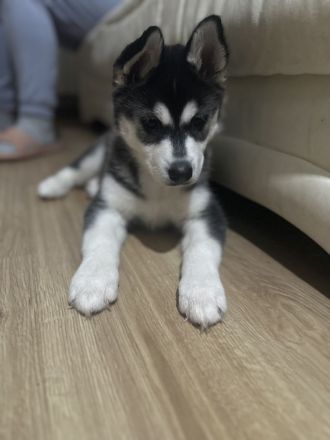 Reinrassige Husky-Welpen zu verkaufen