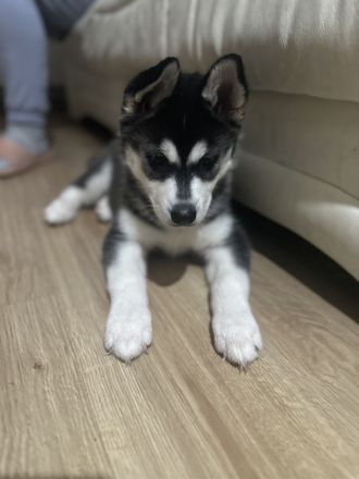 Reinrassige Husky-Welpen zu verkaufen