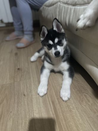 Reinrassige Husky-Welpen zu verkaufen