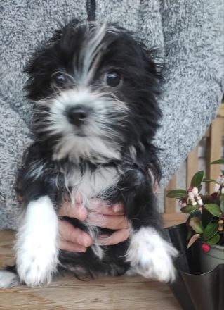 Malteser Yorkshire Welpen - Morkie