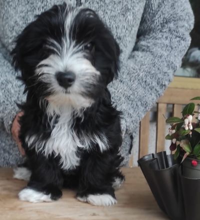 Malteser Yorkshire Welpen - Morkie
